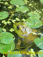 /home//u458753944/public_html/sourcegallery////////Frogs/More bullfrogs/P9060091.JPG